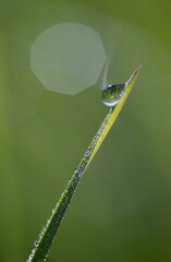 dew on a grass