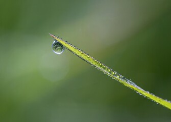 dew drops on a grass