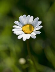 Daisy with morning dew in the meadow.