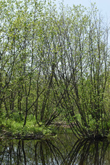 Obraz premium Canot Marais Kingsbury 21 Mai 2022 