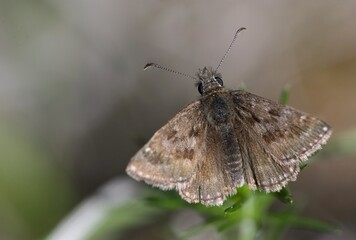 Brown butterfly on spring meadow background