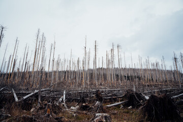 Borkenkäfer vernichtet ganze Wälder in Deutschland