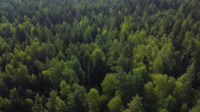 Early summer in forest aerial top view. Mixed forest, green conifers. Fall colors countryside woodland. Drone zoom out spins above colorful texture in nature. Parallax effect, panarama