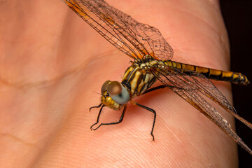 Macro shots, Beautiful nature scene dragonfly