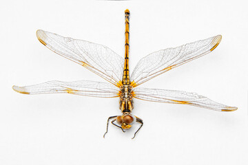 Extreme macro  shots, dragonfly wings detail. isolated on a white background.