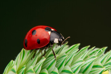 Macro shots, Beautiful nature scene.  Beautiful ladybug on leaf defocused background

