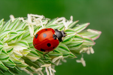 Macro shots, Beautiful nature scene.  Beautiful ladybug on leaf defocused background

