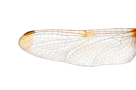 Extreme macro  shots, dragonfly wings detail. isolated on a white background.