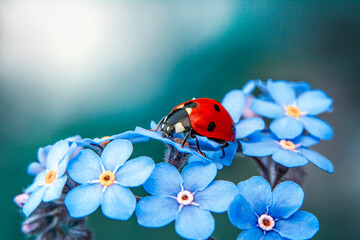 Macro shots, Beautiful nature scene.  Beautiful ladybug on leaf defocused background

 - obrazy, fototapety, plakaty