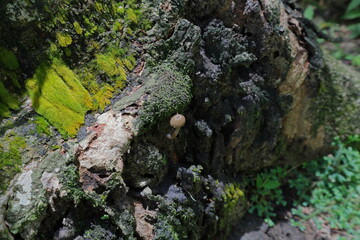 High angle view of a small mushroom and mosses on the surface of an old rotten rubber tree stump
