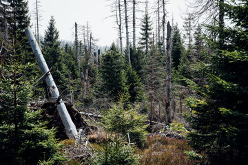 Harz Wald renaturieren