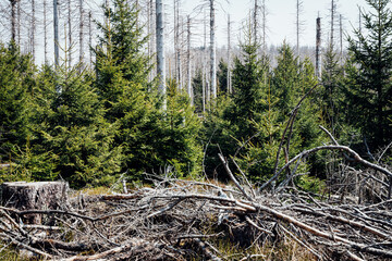 Junge Bäume entwickeln sich im Totwald Harz. Neuer Lebensraum entwickelt sich