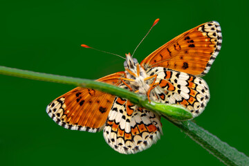 
Macro shots, Beautiful nature scene. Closeup beautiful butterfly sitting on the flower in a summer garden.
