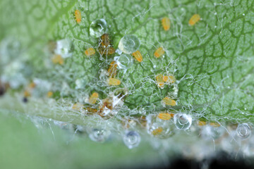 Apple sucker (Cacopsylla mali) eggs and young larvae. Pest on an leaf.