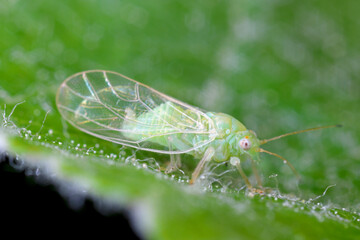 Adult winged apple sucker Cacopsylla mali on an apple leaf
