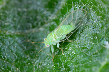 Adult winged apple sucker Cacopsylla mali on an apple leaf