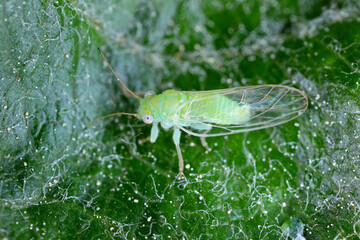 Adult winged apple sucker Cacopsylla mali on an apple leaf
