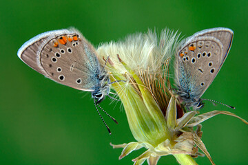 
Macro shots, Beautiful nature scene. Closeup beautiful butterfly sitting on the flower in a summer garden.
