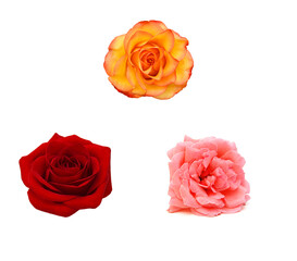 Stack yellow red rose flowers isolated on white background