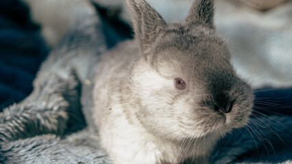 rabbit in the household