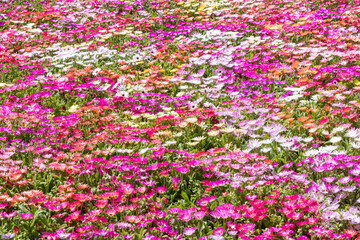 Naklejka premium リビングストンデージーの花畑