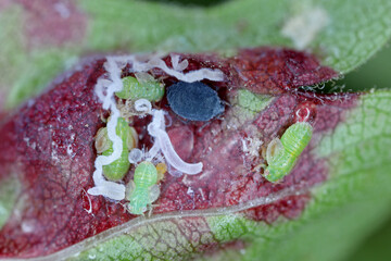 Cacopsylla nigrita and Dysaphis crataegi under a hawthorn leaf.