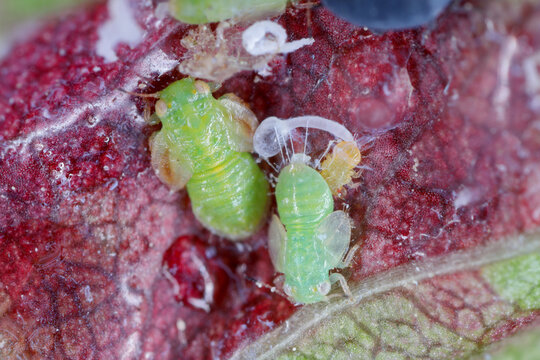 Cacopsylla nigrita and Dysaphis crataegi under a hawthorn leaf.