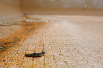 Dead and dried lizard at the bottom of an empty, dirty and abandoned indoor swimming pool.