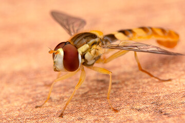 Macro shot of a hoverfly in the garden