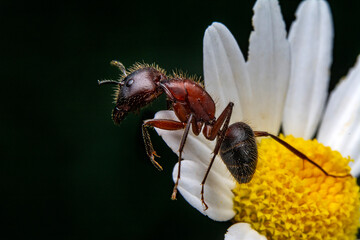Beautiful Strong jaws of red ant close-up