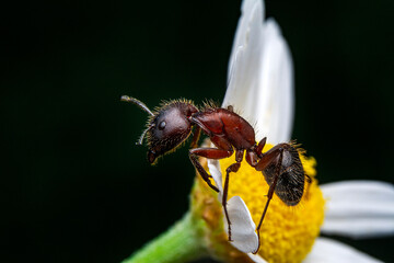 Beautiful Strong jaws of red ant close-up