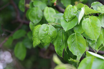 Eriophyes pyri pearleaf blister mite. Deformed, damaged pear leaves in the spring orchard.