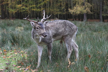 Portrait of a Red Deer stag in Autumn Fall, Hirsch im Herbst