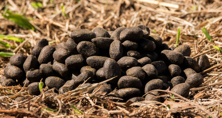 capybara faeces