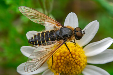 Macro shot of a hoverfly in the garden