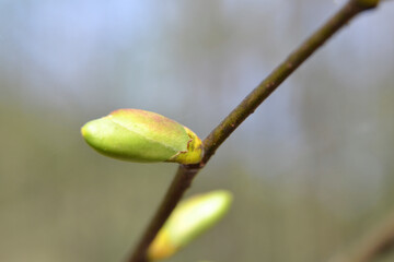 Buds of plants on the tree. Spring concept. Signs of spring. Closeup, selective focus