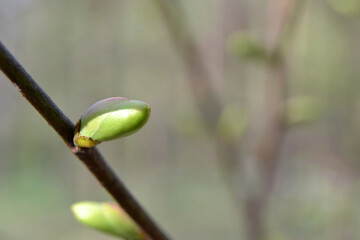 Buds of plants on the tree. Spring concept. Signs of spring. Closeup, selective focus
