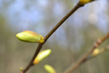 Buds of plants on the tree. Spring concept. Signs of spring. Closeup, selective focus