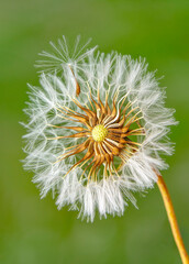 Dandelion seeds close up blowing in green background


