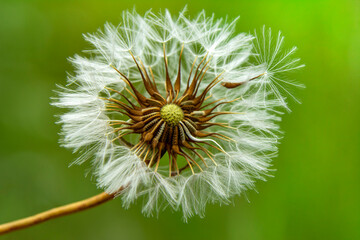 Dandelion seeds close up blowing in green background

