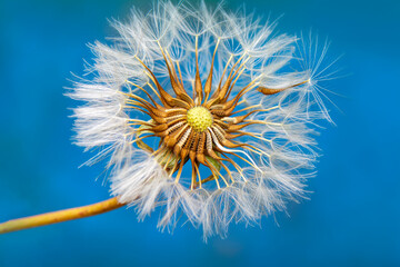 Dandelion seeds close up blowing in green background

