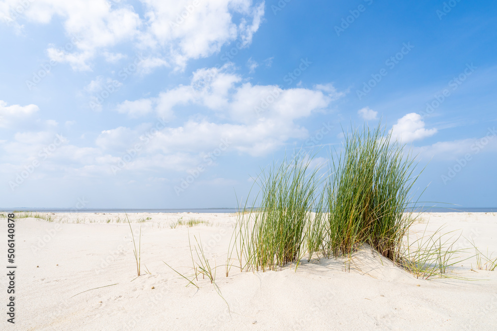 Wall mural dune beach with beach grass in summer