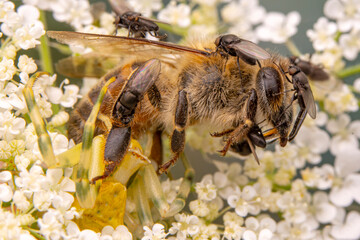 Beautiful Crab spider feasting on bee. Macro photo