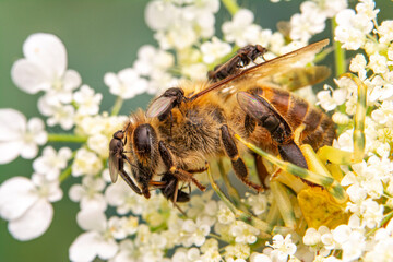 Beautiful Crab spider feasting on bee. Macro photo