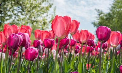 Tulips on the field. Photographed against the sun.