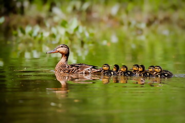 Duck mom takes young on first expeditions. Spring poetry, moody photo. Mallard, Anas platyrhynchos.