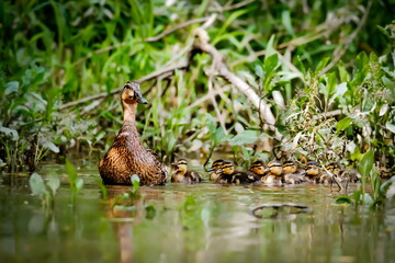 Duck mom takes young on first expeditions. Spring poetry, moody photo. Mallard, Anas platyrhynchos.