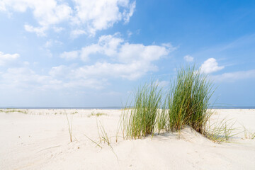 Dune beach with beach grass in summer