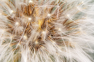 Obraz premium Dandelion seeds close up blowing in green background