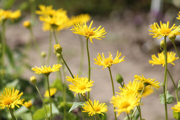 Yellow flowers of Leopard's Bane (Doronicum orientale) in garden